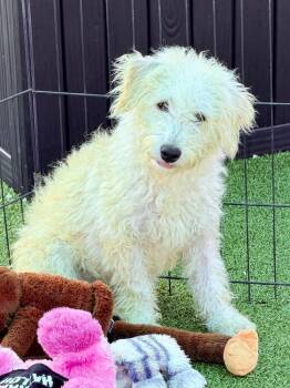 Jackanaps -  Poodle and Mixed Breed Dog for Adoption in Cape Coral, Florida - Jackanaps | PetCurious