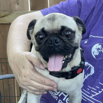 Rescue Pug Dogs for Adoption in Alvin, Texas - Harriet | PetCurious