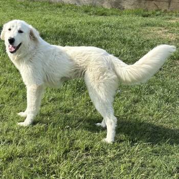 Great Pyrenees and Golden Retriever Dogs Available for Adoption in Houston, Texas - Elle | PetCurious