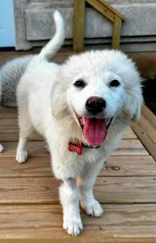 Honor -  Great Pyrenees Dog for Adoption in Kiowa, Oklahoma - Honor | PetCurious