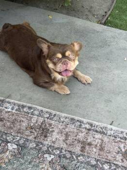 Rebecca -  French Bulldog Dog for Adoption in Los Angeles, California - Rebecca | PetCurious