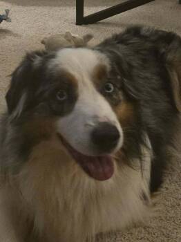Australian Shepherd Dogs Available for Adoption in Ringwood, Illinois - 1086 Cass | PetCurious