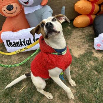Hound and Terrier Dogs Available for Adoption in Jarrettsville, Maryland - Taco | PetCurious