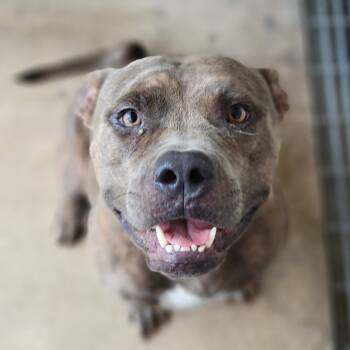 Rescue Mixed Breed Dogs for Adoption in Sarasota, Florida - Chucho | PetCurious