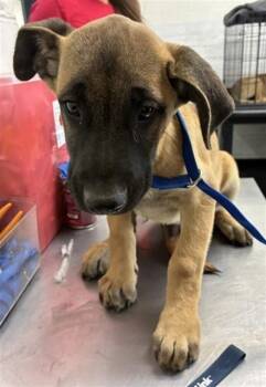 DUTCH -  Pit Bull Terrier and Mixed Breed Dog for Adoption in San Bernardino, California - DUTCH | PetCurious