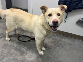 Rescue Husky and Labrador Retriever Dogs for Adoption in Yellowknife, Northwest Territories - Rudy | PetCurious