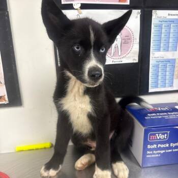 neptune -  Husky and Cattle Dog Dog for Adoption in Parrish, Alabama - Neptune | PetCurious