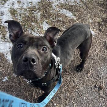 Mixed Breed Dogs Available for Adoption - Crash | PetCurious