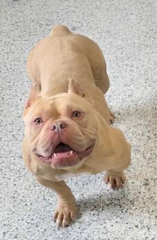 Athena -  Pit Bull Terrier and English Bulldog Dog for Adoption in Momence, Illinois - Athena | PetCurious