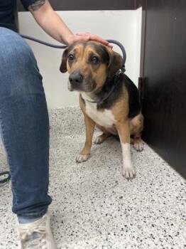 Mixed Breed Dogs Available for Adoption in Atlanta, Georgia - Zara | PetCurious