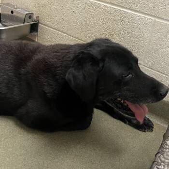 Rescue Black Labrador Retriever Dogs for Adoption in Harrisonburg, Virginia - 69497 | PetCurious