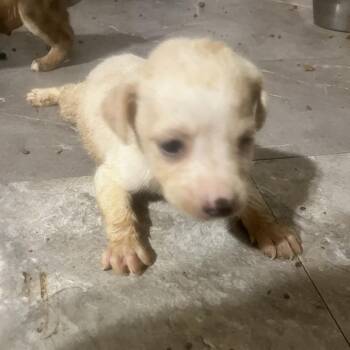 Pit Bull Terrier Dogs Available for Adoption - Tiny | PetCurious