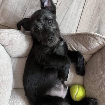 Jack -  Terrier Dog for Adoption in Los Angeles, California - Jack | PetCurious