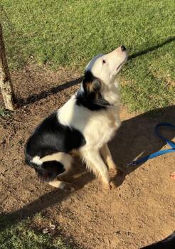 Rescue Australian Shepherd and Border Collie Dogs for Adoption in Coarsegold, California - Sundance | PetCurious