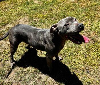 Pit Bull Terrier Dogs Available for Adoption in Grovetown, Georgia - TIANA | PetCurious