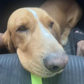 Basset Hound Dogs Available for Adoption in Pittsburg, Kansas - Copper | PetCurious