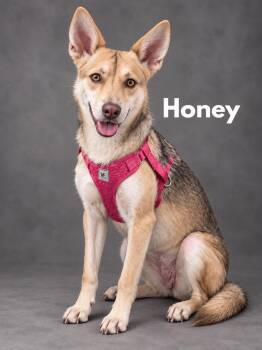 Honey -  German Shepherd Dog and Husky Dog for Adoption in Lucas, Texas - Honey | PetCurious