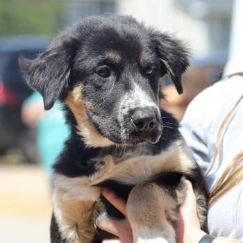 Retriever and Australian Shepherd Dogs Available for Adoption in Columbia, South Carolina - Bark | PetCurious