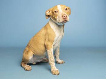 DRACO -  Pit Bull Terrier and Australian Cattle Dog Blue Heeler Dog for Adoption in Phoenix, Arizona - DRACO | PetCurious