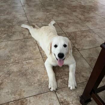Riesling -  Golden Retriever Dog for Adoption in Sinking Spring, Pennsylvania - Riesling | PetCurious