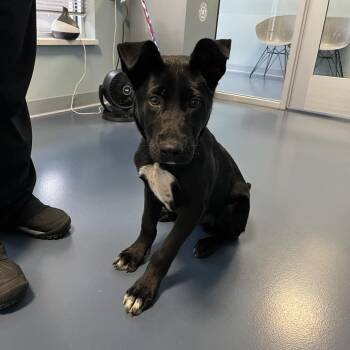 Black Labrador Retriever and Shepherd Dogs Available for Adoption in Greensboro, North Carolina - Shadow Dancer | PetCurious