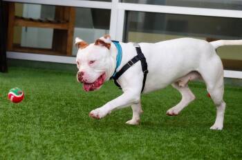Pit Bull Terrier Dogs Available for Adoption in Burlingame, California - Miklo | PetCurious