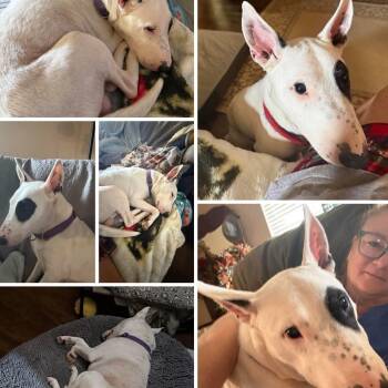 Bull Terrier Dogs Available for Adoption in Glenwood, Arkansas - Buddy | PetCurious