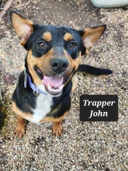 Trapper John -  Beagle and Australian Cattle Dog Blue Heeler Dog for Adoption in Buffalo, Missouri - Trapper John | PetCurious