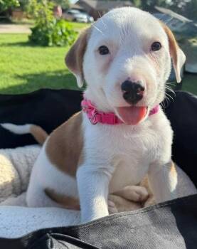 Rescue Anatolian Shepherd and Boxer Dogs for Adoption in Shawnee, Oklahoma - Sky | PetCurious