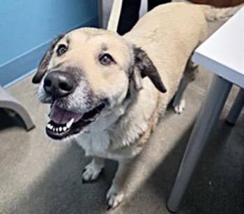 LILY -  Anatolian Shepherd and Mixed Breed Dog for Adoption in Houston, Texas - LILY | PetCurious