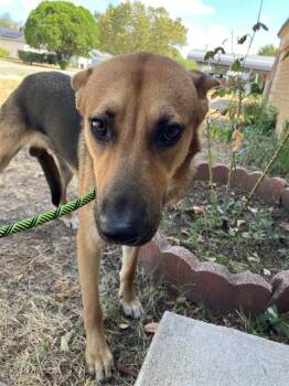 MARFA -  Mixed Breed Dog for Adoption in Dallas, Texas - MARFA | PetCurious