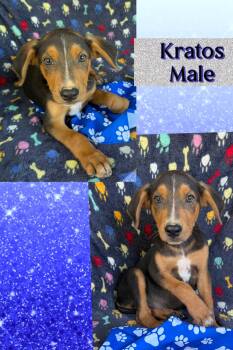Kratos -  Mountain Cur Dog for Adoption in Manchester, Connecticut - Kratos | PetCurious