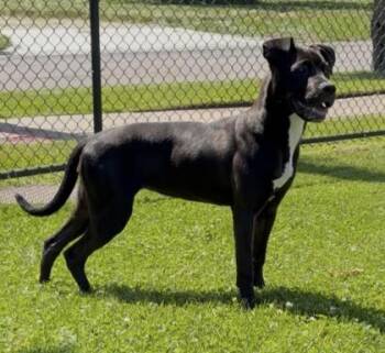 Chiquita -  Pit Bull Terrier and Mixed Breed Dog for Adoption in Westland, Michigan - Chiquita | PetCurious