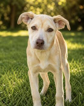 Hound Dogs Available for Adoption in Lucas, Texas - XENIA | PetCurious