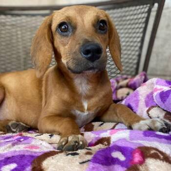 Rescue Beagle and Terrier Dogs for Adoption in Goliad, Texas - Bernadette PC | PetCurious
