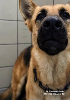 TERRA -  German Shepherd Dog and Mixed Breed Dog Available for Adoption in Houston, Texas - TERRA | PetCurious