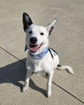Collie Dogs Available for Adoption - Nieva | PetCurious