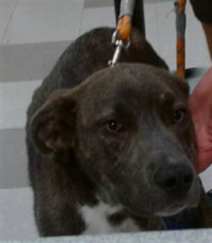 Staffordshire Bull Terrier and Mixed Breed Dogs Available for Adoption in Oklahoma City, Oklahoma - A473266 | PetCurious