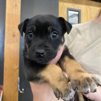 Wildcat -  Mixed Breed Dog for Adoption in Cheyenne, Wyoming - Wildcat | PetCurious