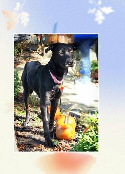Hannah -  Great Dane and Black Labrador Retriever Dog for Adoption in Lake Geneva, Wisconsin - Hannah | PetCurious