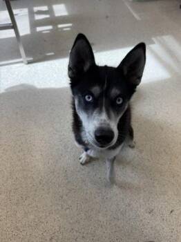 Nala -  Mixed Breed Dog for Adoption in Lafayette, Indiana - Nala | PetCurious