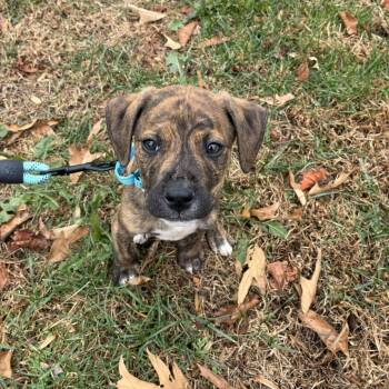 Rescue Doberman Pinscher Dogs for Adoption in Fredericksburg, Virginia - Poets Punch | PetCurious