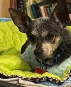 Chihuahua Dogs Available for Adoption - Lewis | PetCurious