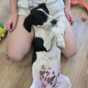 Bluetick Coonhound and Mixed Breed Dogs Available for Adoption in Chapel Hill, North Carolina - Scribbles | PetCurious