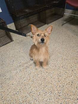 TOBY -  Terrier Dog for Adoption in Doral, Florida - TOBY | PetCurious