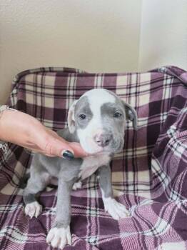 Prometheus -  Pit Bull Terrier Dog for Adoption in Rockwall, Texas - Prometheus | PetCurious