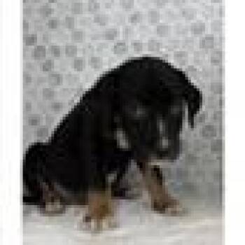 Tristan -  German Shepherd Dog and Mixed Breed Dog for Adoption in Tampa, Florida - Tristan | PetCurious