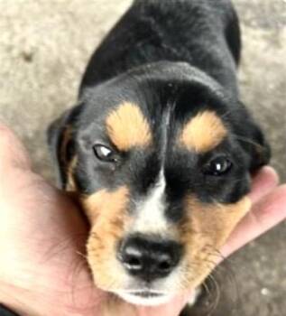 Labrador Retriever and Mixed Breed Dogs Available for Adoption - A651018 | PetCurious