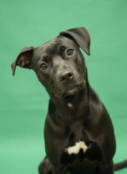 Harley Quinn -  Mixed Breed Dog for Adoption in Hamilton, Ohio - Harley Quinn | PetCurious