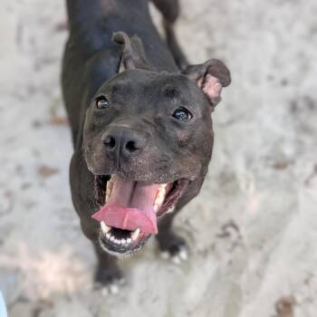 Mystic 28100 -  Mixed Breed Dog for Adoption in Middleburg, Florida - Mystic 28100 | PetCurious